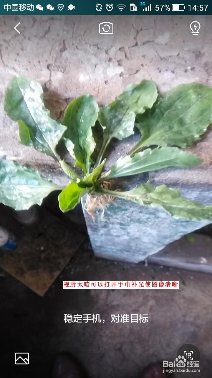 如何用手机QQ浏览器进行药材识别的方法和技巧。