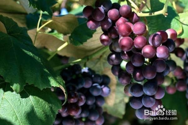 葡萄的保存最佳方法#校园分享#