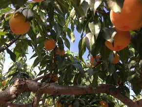 怎样做黄金桃罐头