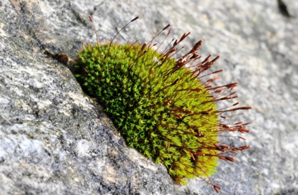 生物圈中的绿色植物有哪些