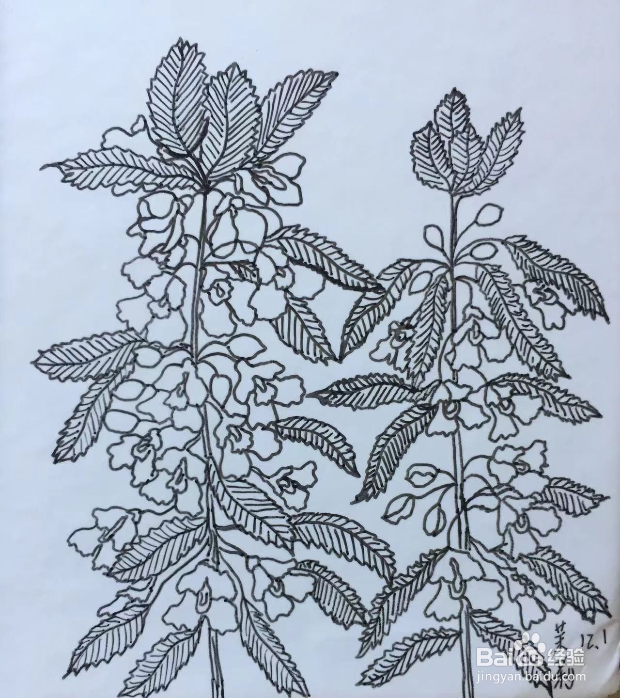 插画教程之凤仙花