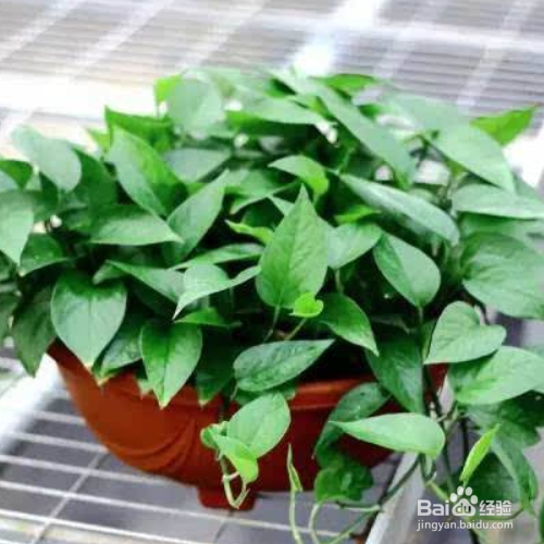 绿萝叶子发黄是什么原困