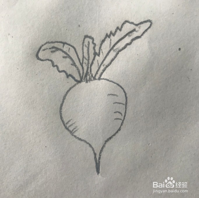 【简笔画】萝卜的分步画法
