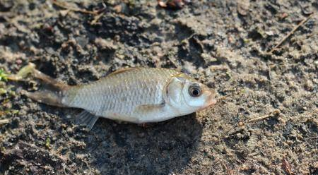 鲫鱼在家如何长期喂养