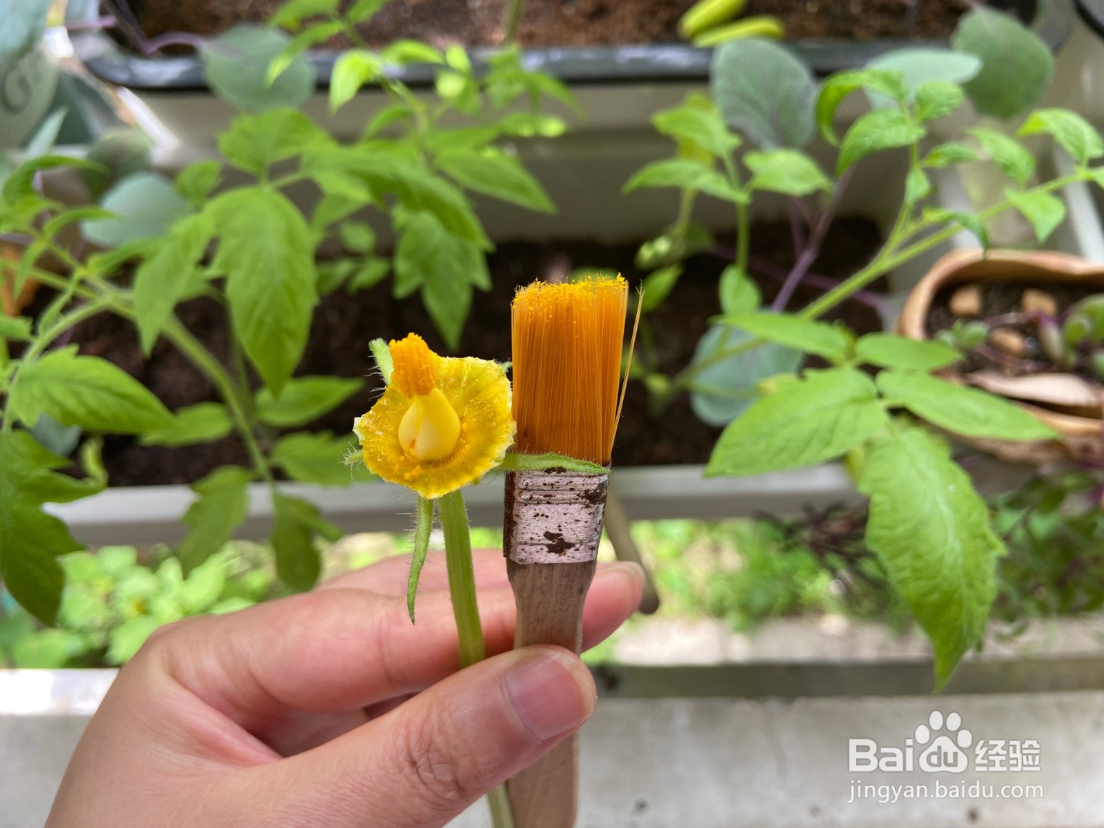 阳台种植西葫芦如何授粉