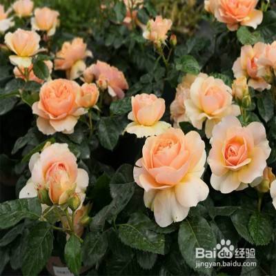 杏色阳台怎么养 百度经验 杏色阳台怎么养 百度经验