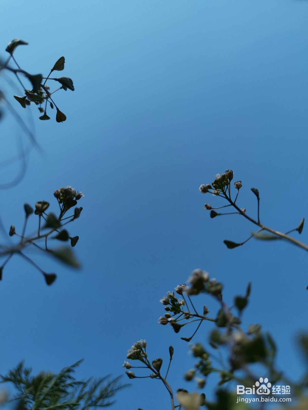 拍出好看的花朵