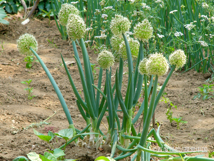 孕妇吃大葱的好处