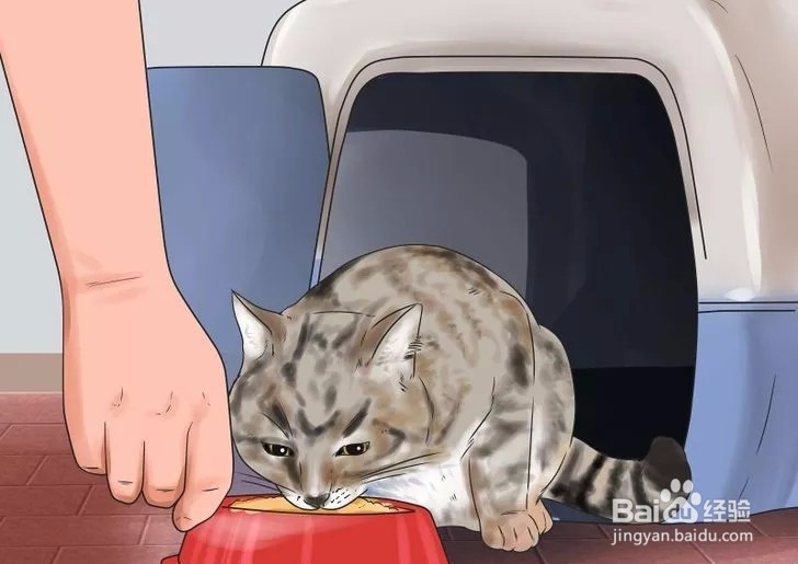 怎样驯服野猫