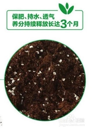 把太阳花种到爆盆
