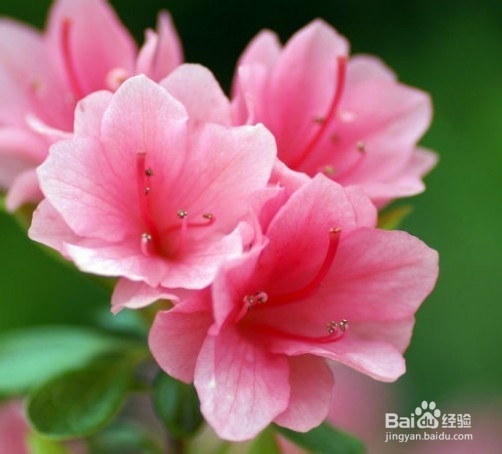 室内的花怎么养