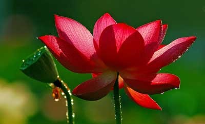 怎么形容荷花开放的样子