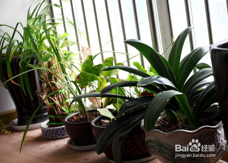 如何清除家里的异味（不同的异味）？