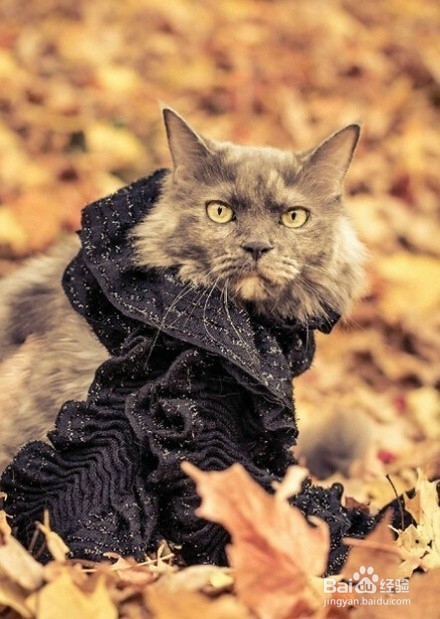 萌喵演绎9款围巾不同搭配,我的心已经被萌化了