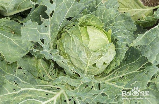 选择蔬菜的常识