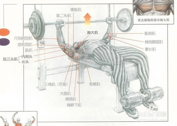 有什么动作可以练胸肌