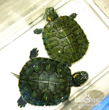 巴西龟需要怎样的饲养环境？