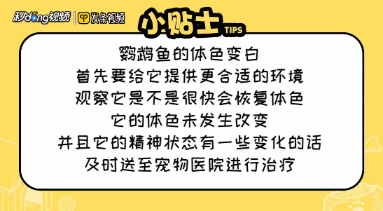 红鹦鹉鱼变白了怎么办