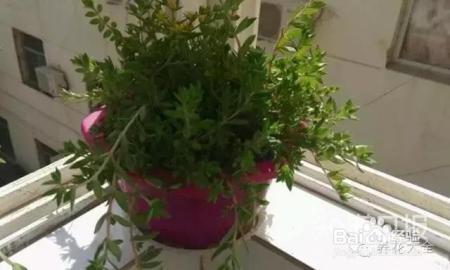 我们养的这些花农村到处都是