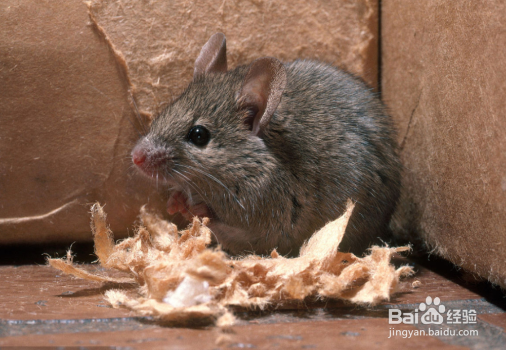 如何在家养只老鼠