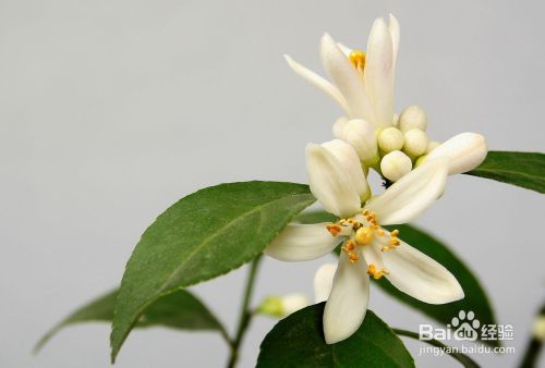 盆栽柠檬开花如何授粉 百度经验