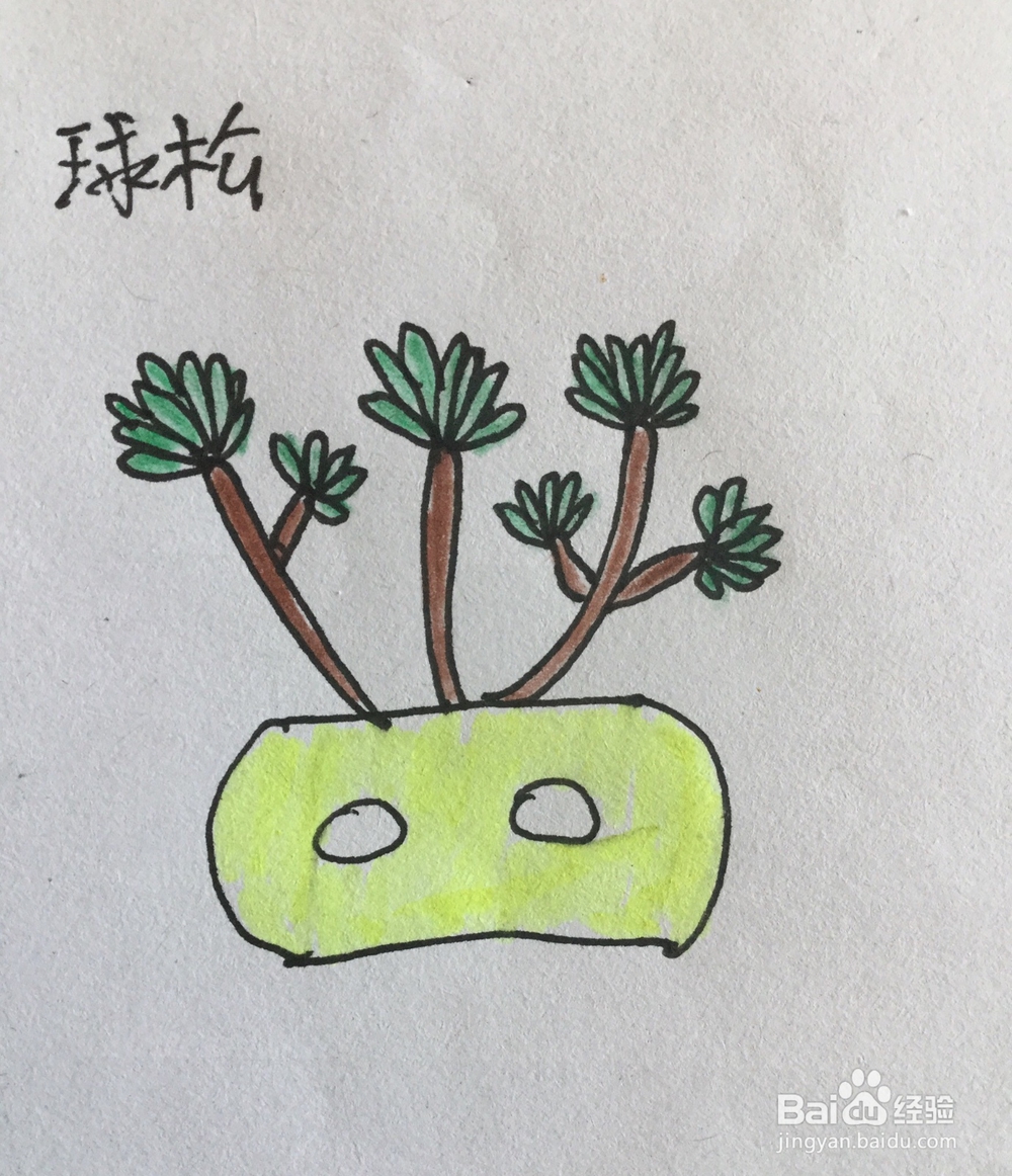 球松的简笔画