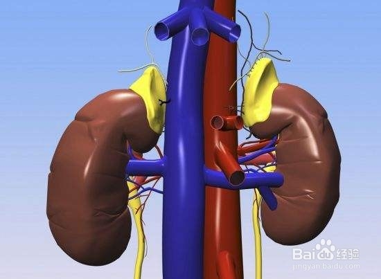 肾养就是养命、肾养需要注意的几点问题