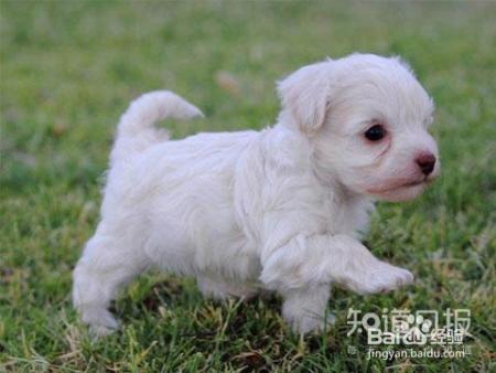 如何与幼犬相处？