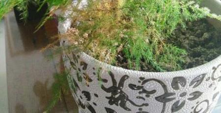 文竹黄叶不长个，学了这4招，叶子绿的滴油！