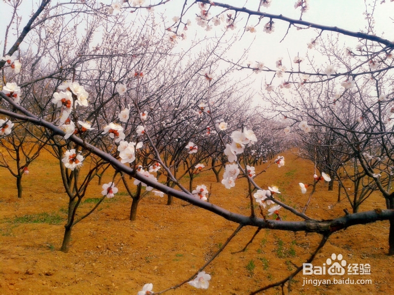 赏桃花还是山西运城好