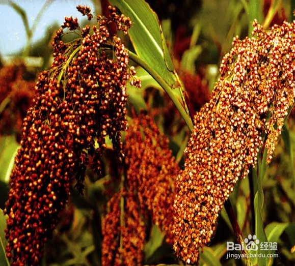 酱香酒与浓香酒的区别,这三点区别你都知道吗?