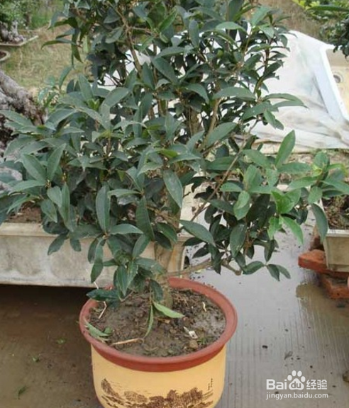 伏天如何养好盆栽嫁接的金桂花