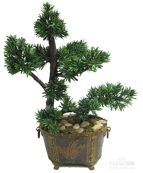 养猫能养什么植物