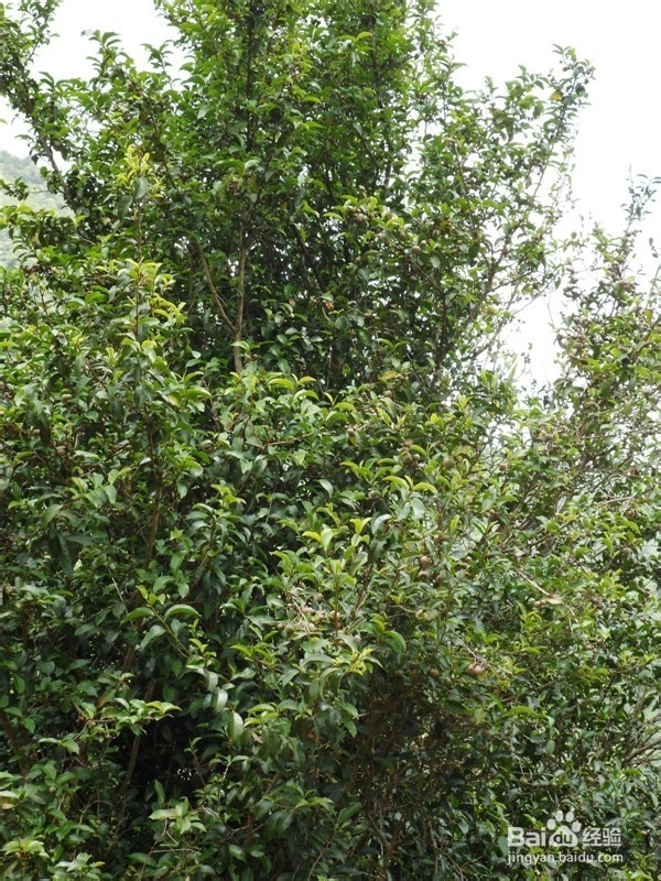 详细说说有关普洱茶的知识