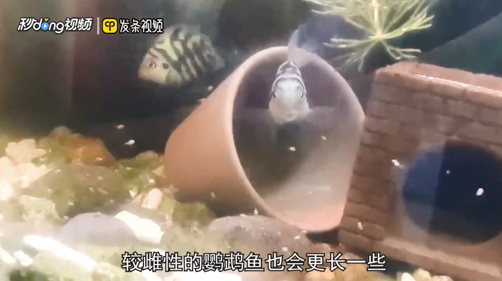 迷你鹦鹉鱼怎么分公母