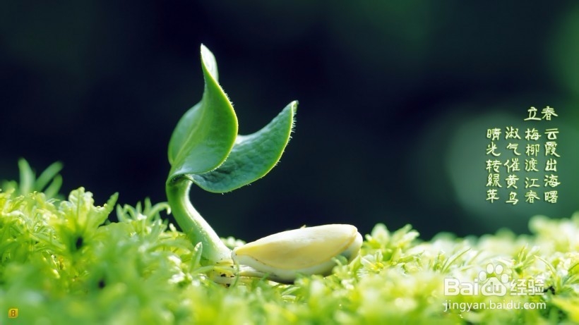 二十四节气之立春