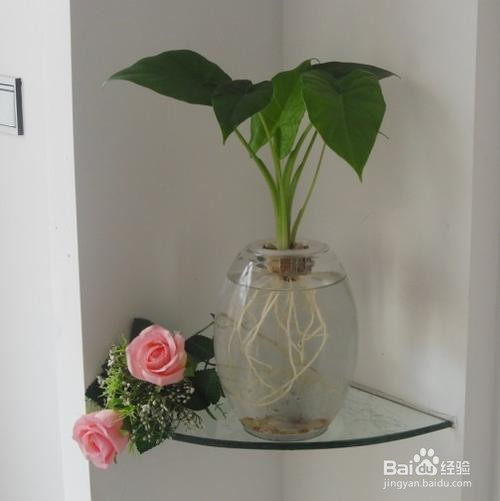 水培定植篮比花瓶口小怎么办