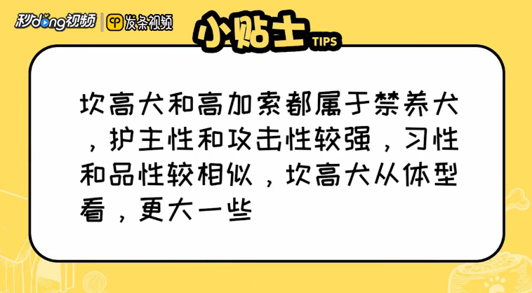 坎高犬和高加索怎么区分
