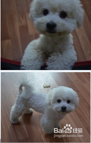 应该如何应对呢当爱犬比熊犬不吃饭的时候