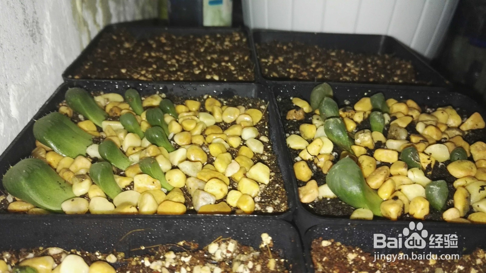 十二卷之玉露叶插