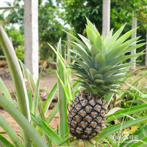 盆栽菠萝冬天怎样防冻