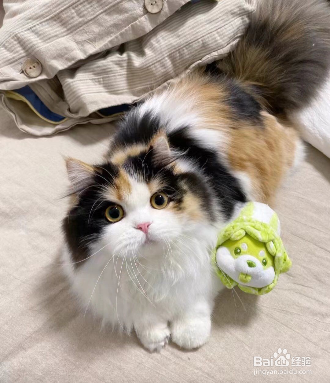 关于猫咪的6个冷知识，你知道吗