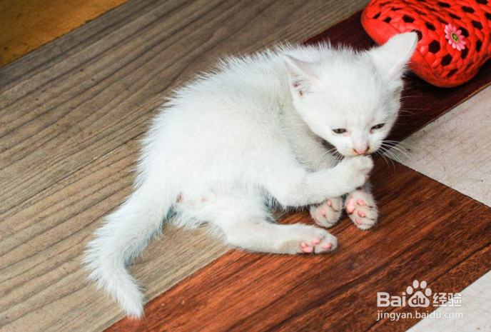 猫肚子有毛毛怎么处理