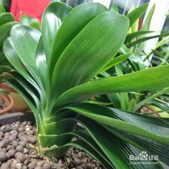 年后君子兰结果子,1个小技巧变成君子兰大户!