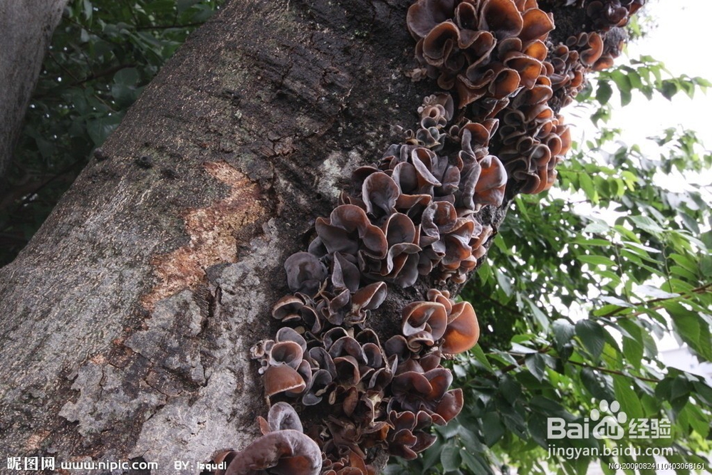 哪些食物有助于降低心脑血管病人的胆固醇
