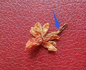 茉莉花与罗汉果花如何区分