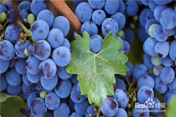 葡萄种植的方法？