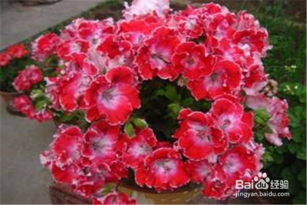 天竺葵的养殖方法和注意事项有哪些？