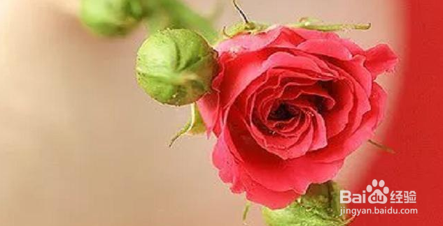 12星座动情到极致是怎样的？