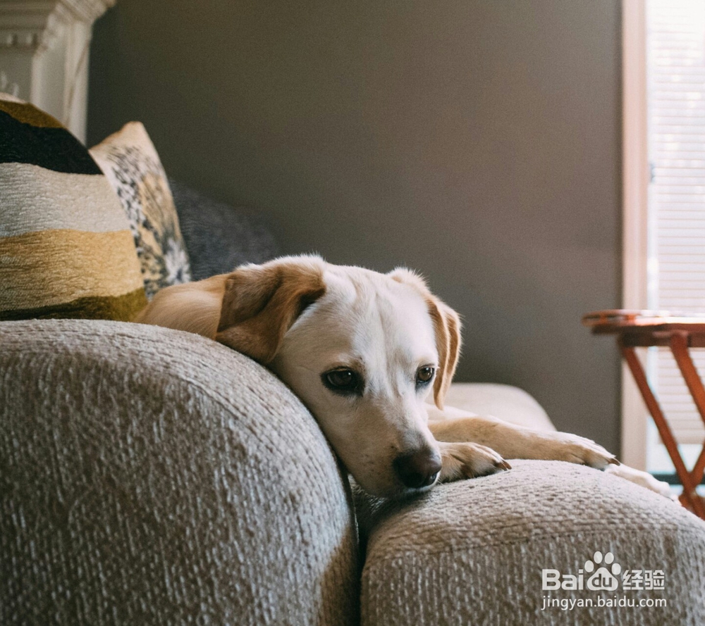 怎样给狗狗护理耳朵